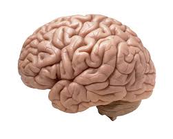 Brain Health into days world